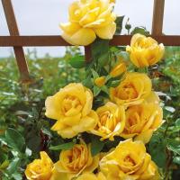 ราคา 20 เมล็ด กุหลาบ สายพันธุ์ อังกฤษ เลื้อย สีเหลือง Rose Seeds (4378442263)