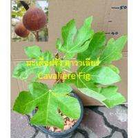 ราคา ต้น มะเดื่อฝรั่ง คาวาเลียร์ Cavalière Fig จากฝรั่งเศส ต้นเสียบตออุทุมพร พร้อมปลูก (42351182394)