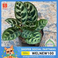 ราคา F229 คล้าแววมยุรา Calathea Makoyana ต้นว่านนกเขา #ไม้มงคล Calathea makoyana E.Morren (4031300874)