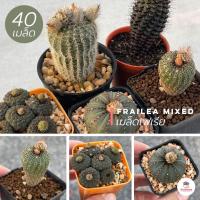 ราคา [ 40 เมล็ด ] เมล็ดเฟเรีย Frailea Mixed แคคตัส กระบองเพชร cactus&succulent (3870411096)