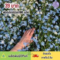 ราคา เมล็ดพันธุ์ ดอกฟอเกตมีนอท (forget me not) 100 เมล็ดพันธุ์ (21988346278)