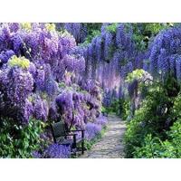 ราคา เมล็ดวิสทีเรีย ซิเนนซิส แพ็คละ 10แคปซูล Wisteria Sinensis Seed ต้นไม้ ต้นไม้มงคล ต้นไม้ฟอกอากาศ เมล็ดดอกไม้ ต้นไม้ประดับ (13247376381)