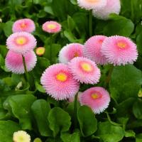 ราคา 100 เมล็ด อิงลิช เดซี่ ดอกเดซี่อังกฤษสีชมพู Bellis perennis Pomponette English Daisy ดอกสีชมพู (45109501759)