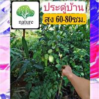 ราคา ต้นประดู่บ้าน 60-80ซม. ไม้ชนิดเดียวกับ ต้นประดู่ป่า เเต่เนื้ออ่อนโตเร็ว (6692885981)