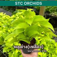ราคา 5ฟรี1พลูด่างเหลือง(พลูทอง) ต้นไม้ฟอกอากาศ ขนาด4นิ้ว ซื้อครบ5ต้นฟรี1ต้น (27311669125)
