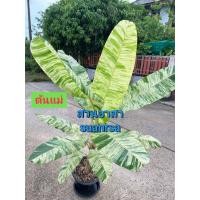 ราคา กล้วยด่าง กล้วยเล็บมือนางชุมพร (เคเอ็น) การันตีสวยตามสาย (53961002708)
