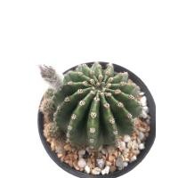 ราคา กระบองเพชร แคคตัส กระบองเพชร แคคตัส (Cactus) อิชินอป ไฮบริด แองเจิ้ล ดอกสีชมพู (Echinopsis Hybrid Angel) (13582637202)