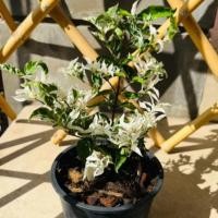 ราคา โมกด่าง Wrightia religiosa โมกด่างแคระ ไม้มงคล ดอกหอม (20767382919)