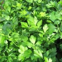 ราคา เมล็ดพันธุ์ พาสเลย์อิตาเลี่ยนใบใหญ่ พันธุ์มิลาน (Italian Parsley) บรรจุ 100 เมล็ด (52156754226)