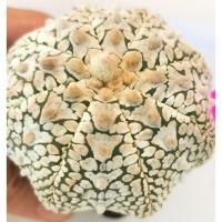 ราคา แอ​สโตร​ไ​ฟตั้​ม​ วี​ 6/4/69​ #แคสตัส castus​ astrophytum แอสโตร แอสโตร​ไ​ฟตั้​ม แอสโตรไฟตัม (4152559359)