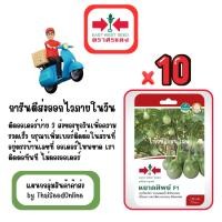 ราคา GG x 10 เมล็ดผักซองศรแดง หยาดทิพย์ มะเขือเปราะ สินค้ายกแพ็ค (43015274425)