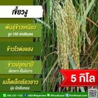 ราคา เมล็ดพันธุ์​ข้าว​ ข้าวเหนียว เขี้ยวงู เชียงราย นาปี ไวแสง นุ่ม มีกลิ่นหอม 5 กก. คูลเกษตร ไรซ์ KR26 (28488342253)