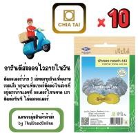 ราคา CTF1 x 10 เมล็ดผักซองเจียไต๋ ฟักทอง ทองคำ443 สินค้ายกแพ็ค (41722985607)