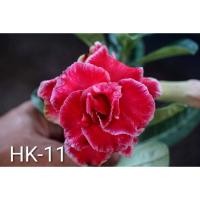 ราคา ต้นชวนชมดอกซ้อน ชวนชม ไม้มงคล ขนาดกระถาง 6 นิ้ว #HK-11 (48056991523)