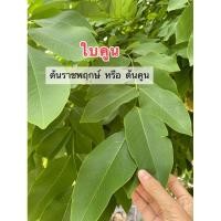 ราคา ใบคูน ใบต้นคูน ปลอดสาร100% (22868618099)