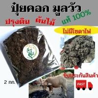 ราคา ปุ๋ยคอก มูลวัวแท้100% ไม่มีโซดาไฟ 2 กก คุณภาพ ปรับสภาพดิน เร่งการญเติบโตของพืช ใช้เลี้ยงไส้เดือน ปุ๋ยคอก ขี้วัว มูลวัว (12713690233)