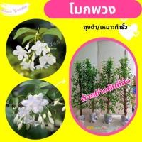 ราคา ต้นโมกพวง ดอกหอม เหมาะทำรั้ว (50010928273)