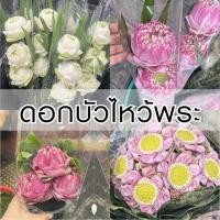 ราคา [ส่งใน 2 ชม.]ดอกบัวไหว้พระ ดอกบัวถวายพระ ดอกบัวทำบุญ "จัดพร้อมใช้" | บัวหลวง บัวฉัตร บัวพับ ฝักบัว (42679320100)