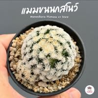 ราคา แมมขนนกสโนว์ ( สโนวแคป x แมมขนนกขาว ) Mammillaria Plumosa cv Snowแคคตัส กระบองเพชร cactus&succulent (17395638783)