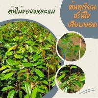 ราคา ต้น​ทุเรียน​ชะนี​ไข่​ ​2ต้น(เสียบยอด) ต้นสวยสมบูรณ์ (18627111747)