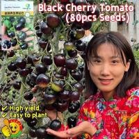 ราคา 80เมล็ด มะเขือเทศเชอรี่ สีดำ Sweet Black Cherry Tomato Seeds Fruit Seeds Vegetables เมล็ดพันธุ์มะเขือเทศเชอรี่ สีดำ (45060170952)