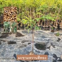 ราคา ต้นมะขามหวาน มะขาม พันธุ์ มะขามหวาน สีทอง เสียบยอด ให้ผลเร็ว 1ปี tamarind (รับประกัน ส่งใหม่ฟรี หากสินค้าเเสียหาย!!) (29951180832)