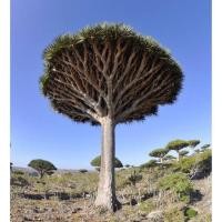 ราคา เมล็ดพันธุ์ จันผาเลือดมังกร ( Dragon Blood Tree Seed ) (Dracaena Draco) บรรจุ 100 เมล็ด (42829040745)