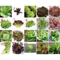 ราคา เมล็ดพันธุ์ ผักสลัด Lettuce Seed ชุดที่ 1 มีคู่มือการปลูกค่ะ สลัด กรีนคอส Green cos / เรดโอ๊ค Red oak / กรีนบัตเตอร์เฮด (57706750152)