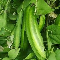 ราคา เมล็ดถั่วพู Winged Bean ขนาด 5 เมล็ด เมล็ดพันธุ์ถั่วพู ถั่วพู เมล็ดผักสวนครัว เมล็ดพันธุ์ผัก (50052430451)