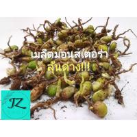 ราคา เมล็ดมอนสเตอร่า ลุ้นด่าง!!! ไม้ฟอกอากาศ ราชินีไม้ใบ พร้อมปลูก มอนสเตอร่าไจแอนท์ Monstera Deliciosa seed ราคาถูก พร้อมส่ง (6897161780)