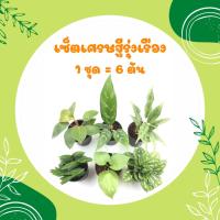 ราคา เซ็ตเศรษฐีรุ่งเรือง ต้นไม้มงคลจิ๋ว ต้นไม้มงคลสวยๆ ต้นไม้มงคลเรียกทรัพย์ ร่ำรวย โชคดี เสริมโชคลาภ บารมี (22041355030)