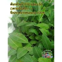 ราคา ต้นกล้วยน้ำว้าพันธุ์ดี พันธุ์ปากช่อง50 (จำนวน 2 ต้น) เป็นต้นจากการเพาะเนื้อเยื่อ จึงปราศจากหนอนกอ 100% (29250089585)