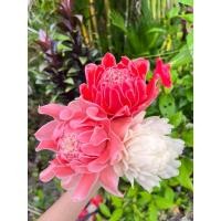 ราคา หน่อดาหลา 3 สี แดง ขาว ชมพูอ่อน ขุดจากดินสดๆพร้อมปลูก ดาหลาภาคใต้ (26005464433)