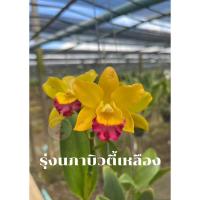ราคา กล้วยไม้แคทลียา รุ่งนภาบิวตี้เหลือง ต้นพร้อมให้ดอก แคทลียาส่งตรงจากสวน (20482376745)