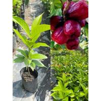 ราคา ต้นชมพู่มะเหมี่ยวตอนกิ่ง สูง 60-80 เซนติเมตร เมื่อสุกแล้วนั้นลักษณะของผลชมพู่มะเหมี่ยวมีรสชาติหวานอมเปรี้ยว (25102454950)