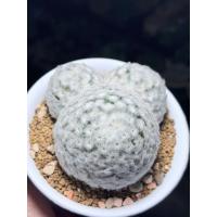 ราคา แมมขนนกขาว (Mammillaria plumosa) (41331032018)