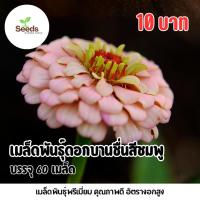 ราคา เมล็ดพันธุ์ ดอกบานชื่นกลีบซ้อนสีชมพู บรรจุ 60 เมล็ด (46850044678)
