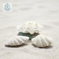 ราคา เปลือกหอยยักษ์ - เปลือกหอยตกแต่งหลายขนาด - เปลือกหอยสวยงาม (46413645939)