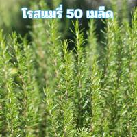 ราคา เมล็ดพันธุ์โรสแมรี่ 50 เมล็ด (56756895769)