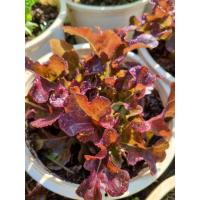 ราคา ต้นพันธุ์ ผักสลัดเรดโอ๊ค Red Oak Lettuce พร้อมปลูกถุงดำ 29 บาท เรดโอ๊ค ผักเรดโอ๊ค (24842985560)