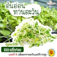 ราคา เมล็ดพันธุ์ต้นอ่อนทานตะวัน 300เมล็ด อัตราการงอก95% ปลูกง่าย โตไว (แถมฟรี เมล็ดผักทุกออเดอร์) (16826974048)