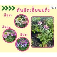 ราคา ดอก เซียนฝรั่ง ดอกผักเสี้ยนผรั่ง (24442577999)