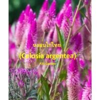 ราคา เมล็ดพันธุ์ หงอนไก่ไทย 500 เม็ด (Celosia argentea) หงอนไก่ น่าปลูกอนุรักษ์ไว้ (41317548528)