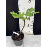 ราคา มะเดื่อฝรั่ง Fig พันธุ์ Galicia Negra (27456987133)
