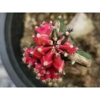 ราคา พิงค์เจแปน ไม้กราฟ 1 ต้น Pink Japan Gymno Cactus แคคตัส กระบองเพชร ไม้อวบน้ำ ไม้กราฟ ราคาถูก​ (8057902107)