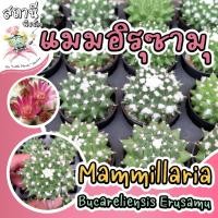 ราคา แมมอิรุซามุ แมมปุยหิมะ Mammillaria Bucareliensis Erusamu. กระบองเพชร ไม้อวบน้ำ succulent แคคตัส cactus (22951153893)