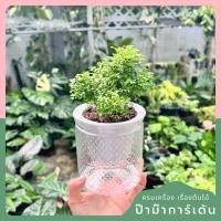 ราคา กระถางรดน้ำอัตโนมัติ กระถางใส่น้ำ ดูดน้ำในตัว รดน้ำอัตโนมัติ (26703719787)