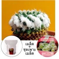 ราคา เมล็ดแมมอิรูซามุ Mammillaria Erusamu พร้อมชุดเพาะเมล็ด ส่งฟรีแบบลงทะเบียน (7540062817)