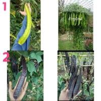 ราคา เมล็ดพันธุ์ ถั่วพูยักษ์,ถั่วพู ยาว (Giant Winged Bean Seed) บรรจุ 3 เมล็ด เขียว,ม่วง ถั่วพลู (5966280244)