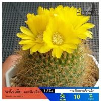 ราคา ต้นกระบองเพชร พาโรเดีย ดอกสีเหลือง Parodia aureispina #cactus #แคสตัส (4641697816)